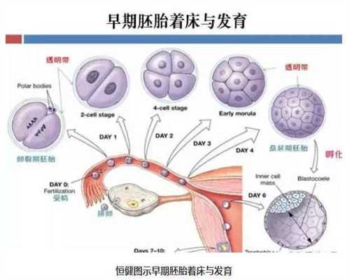 公立医院供卵费用_广州不来月经可以供卵吗_东北第一例试管婴儿在哪个医院？
