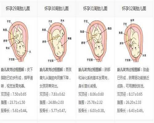 广州供卵的价格一般多少_广州卵巢早衰供卵能成功吗_[多囊做试管需要多少费用
