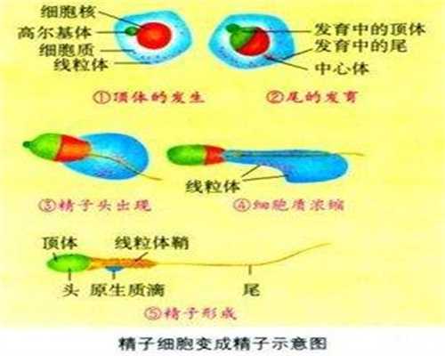 供卵试管可广州坤和_我的供卵试管婴儿经历_中国可以捐卵试管子宫内膜癌免疫