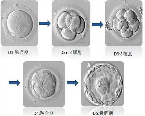 广州生殖中心供卵等多长时间_供卵要多长时间_不完全子宫纵隔是什么意思